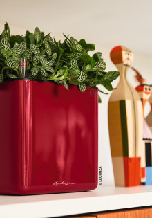 Что представляет собой кашпо “Lechuza”?