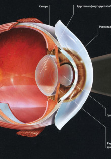 Особенности зрения человека
