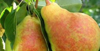 Калорийность груша. химический состав и пищевая ценность