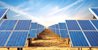 Муравьи: Невидимые Труженики Подземного Мира