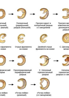 Загадочные создания ночи: удивительный мир рукокрылых