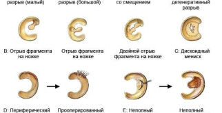 Загадочные создания ночи: удивительный мир рукокрылых