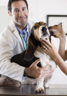 Ветеринарные услуги на дому: виды и преимущества
