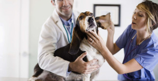 Ветеринарные услуги на дому: виды и преимущества