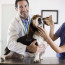 Ветеринарные услуги на дому: виды и преимущества