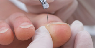 Ночные охотники: тайный мир животных, которые живут под покровом ночи