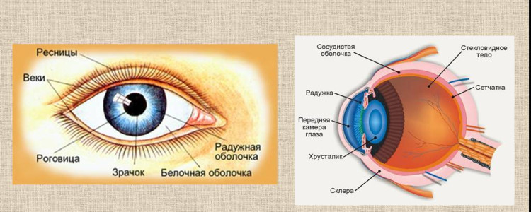 Уникальные представители млекопитающих: от мышей до китов