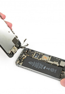 Забег на 100 метров: как быстро бегает медведь?