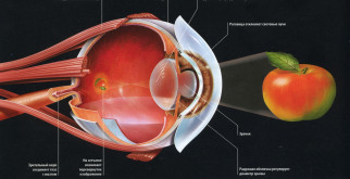 Особенности зрения человека