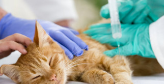 Очарование мира животных: Как видео меняют наше восприятие фауны