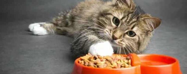 Важность лечебных кормов для здоровья и благополучия кошек
