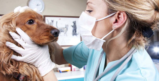 Клиническая диагностика животных