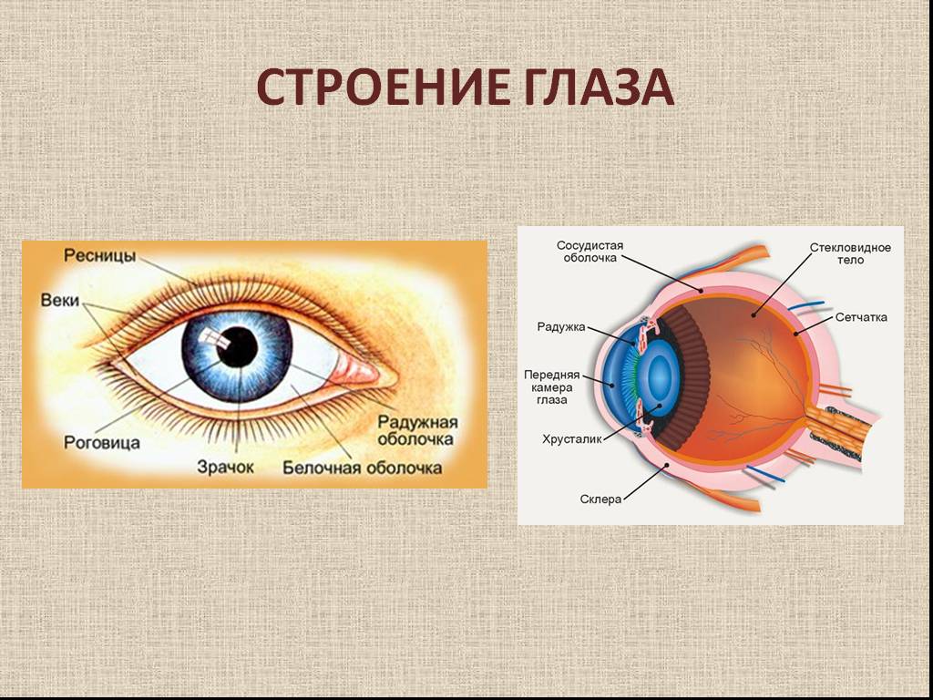 Заболевание и повреждение глаз биология 8 класс. Строение глаза. Наружное строение глаза. Строение глаза для дошкольников. Строение глаза человека анатомия.
