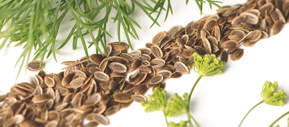 Семена укропа: лечебные свойства и противопоказания. от чего помогают?