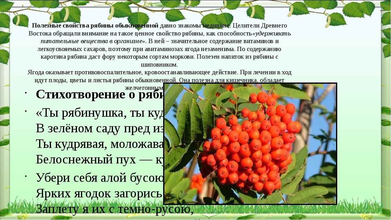 Лечебные свойства плодов красной рябины