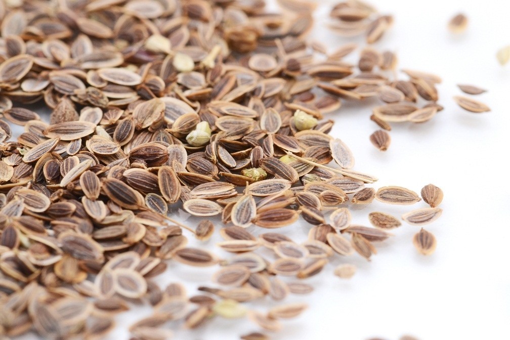 Семена укропа: лечебные свойства, рецепты отваров и настоев